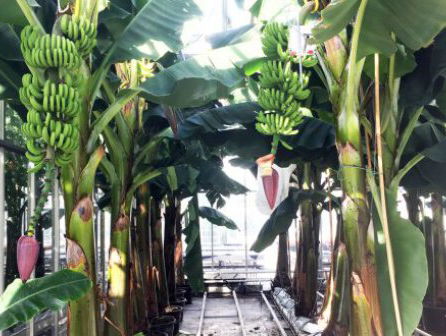 Universiteit Wageningen oogst eerste 'Nederbananen'