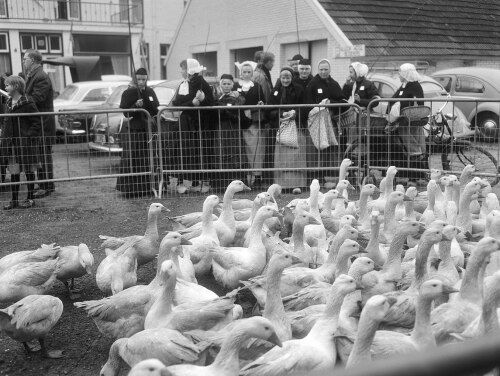 De geschiedenis van zoönosen