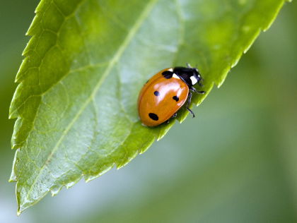 Luizen aangepakt met lieveheersbeestjes in Bernheze
