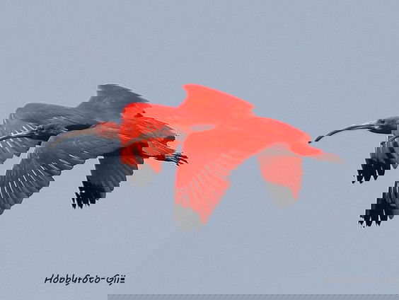 Natuurfotograaf Gijs Tjeerdsma fotografeerde twee rode ibissen