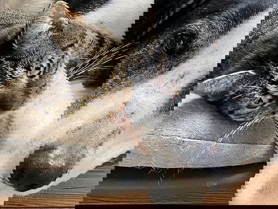 Feit of fictie: honden zijn trouwer dan katten