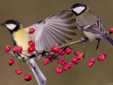Nationale Tuinvogeltelling: vogelliefhebbers tellen