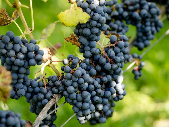 Nederland ontpopt zich als wijnland: ’Nederland kan zich meten met de Franse wijn'