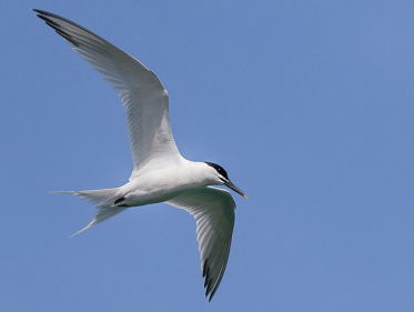 Ed Buijsman: ode aan de grote stern