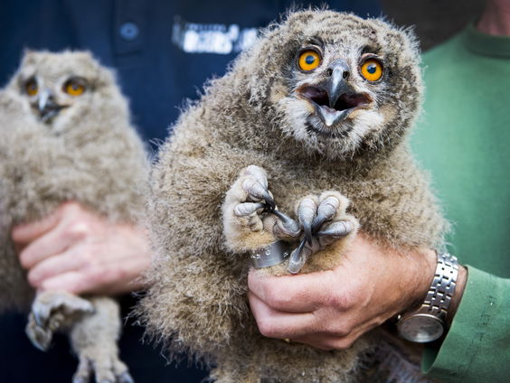 De natuur in met Hanne Tersmette: de oehoe