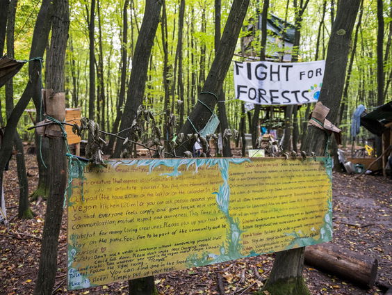 Komen we groen uit de coronacrisis? Of neemt ontbossing nóg verder toe?