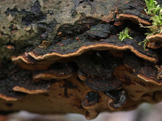 Het kleinste kevertje van Europa ontdekt