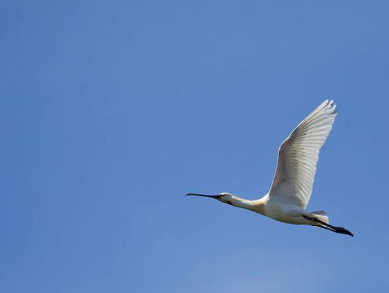 Sinagote, Het levensverhaal van een lepelaar