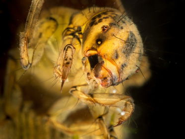 Altijd Thuis: Kokerjuffers