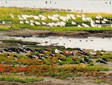 Onrust over de Mondriaankwelder