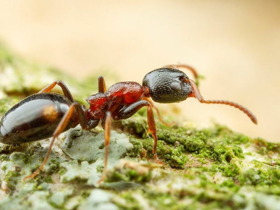 Vraagbaak: mieren met hommel