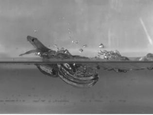 Zo loopt de superheld van de dierenwereld over water