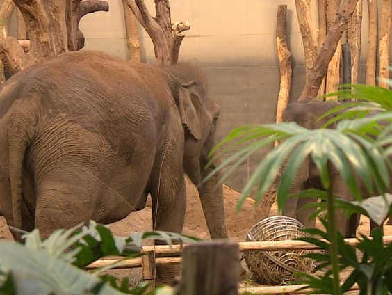 Geen baby in buik van olifantenmoeder Indra
