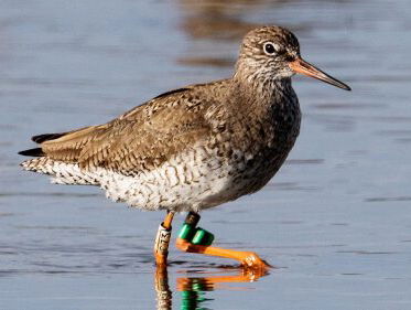 Wel en wee van de tureluurs