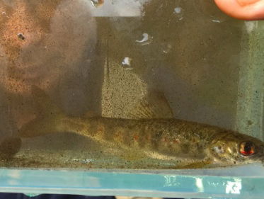 Comeback van de zalm