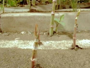 Is stroom de oplossing om de hardnekkige Japanse duivelsknoop te bestrijden?