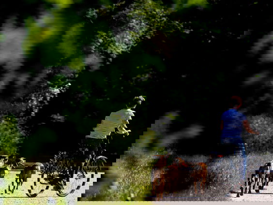 Hondengedragscoach moet aan de slag om 'coronahonden' op te voeden