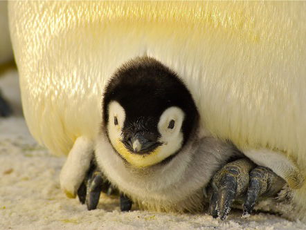 De pinguïns van nu zijn niet meer wat ze geweest zijn