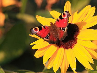 Fenolijn: meer zomervlinders