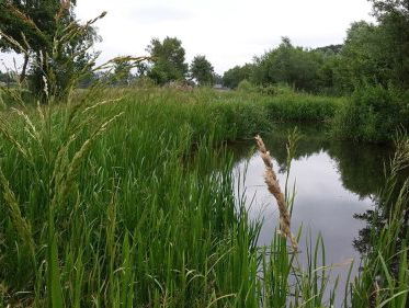 Natuurvriendelijke oevers