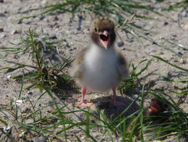 Visdief schreeuwt om spiering