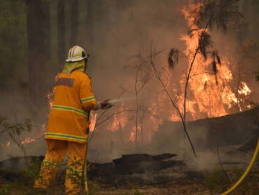 Zeldzame, prehistorische boomsoort gered van bosbranden Australiƫ
