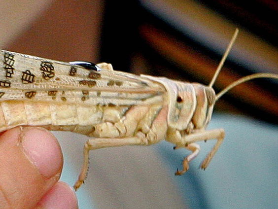 Sprinkhanen zorgen voor grote schade in Pakistan