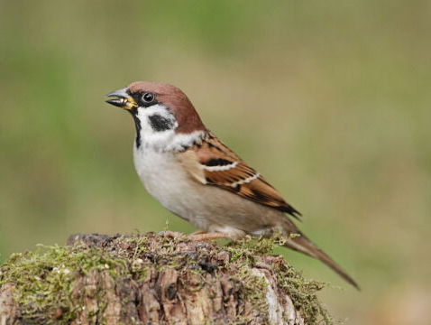Vijftienduizend euro voor de ringmus