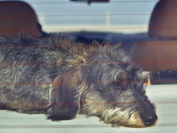 Opgesloten in snikhete auto: 'Sla niet zomaar een ruit in, bel 112'