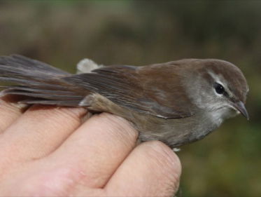 Cetti's zanger trekt noordwaarts