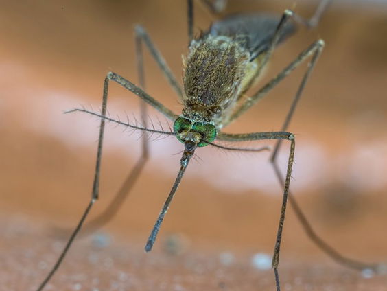 Steekmuggen in de winter?