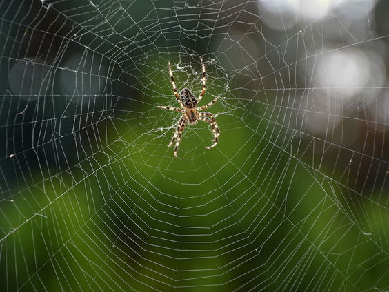 Bang voor spinnen, muizen of insecten? Dat heeft waarschijnlijk een andere reden dan je denkt!
