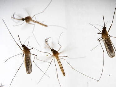 Alternatieve aanpak Aedes aegypti-mug