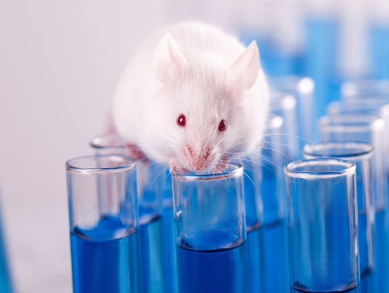 Proefdieren moeten blijven