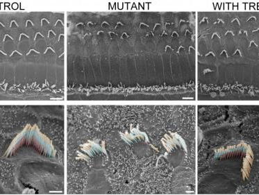 Virus laat dove muizen weer horen