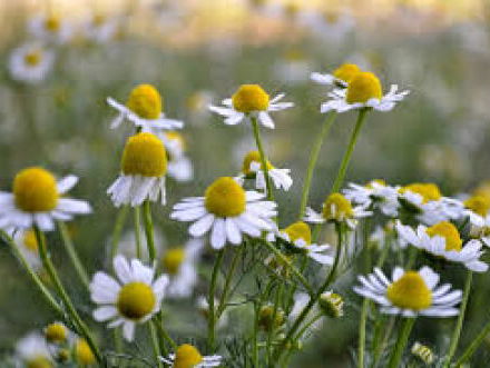 Dichter Langs de Lijn: Controle