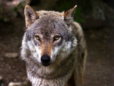 De wonderlijke reis van de wolf