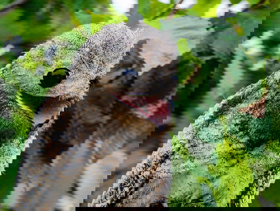 De vogelgeluiden van Arjan Dwarshuis