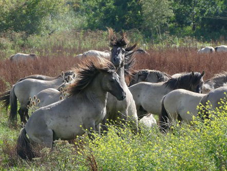 Winter in de Oostvaardersplassen: bijvoeren of uithongeren?