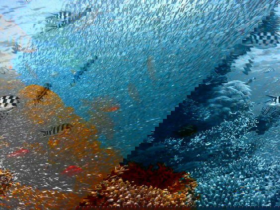 Burgers' Zoo wil bewustzijn creëren met koraalrifaquarium