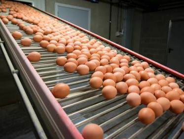 Van Dam uit ongenoegen bij Belgische minister over eier-affaire