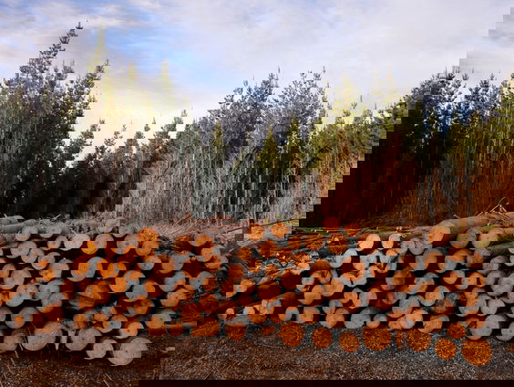 Kllimaattop belofte: vóór 2030 stoppen met ontbossing