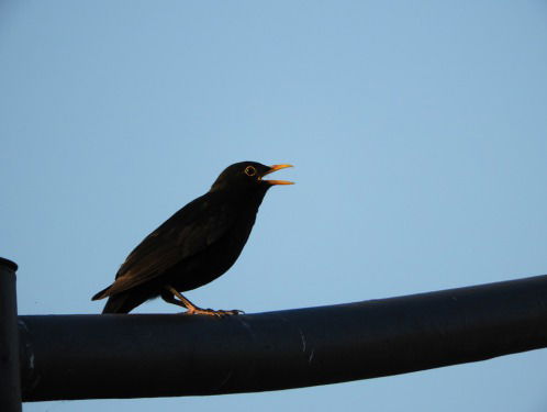Vogels zingen steeds hoger door herrie in de stad