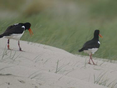 Scholekster: de vergeten weidevogel