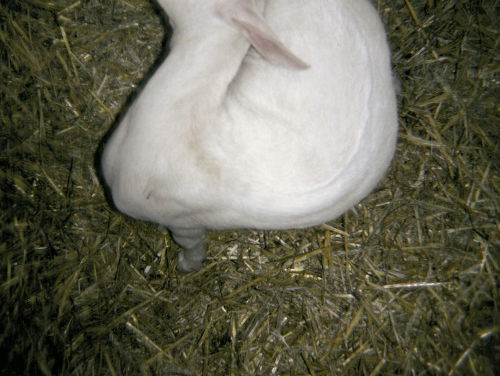 Adriaan van Dis: de kwetsbaarheid van het alleen zijn