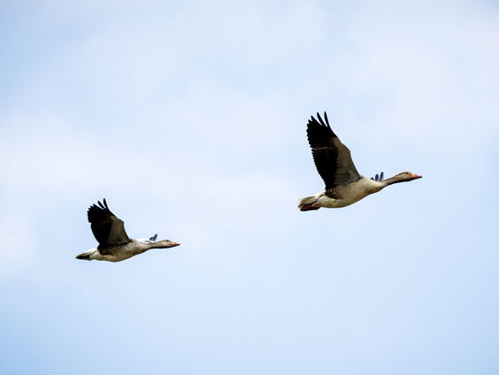 Europese biodiversiteit gaat drastisch achteruit