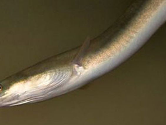 Lukt het Volendam om paling te kweken?