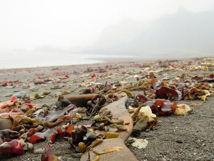 In de nieuwe veldgids zeewieren worden wel 130 soorten beschreven.