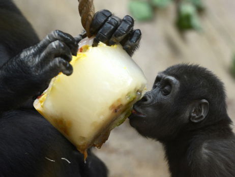 Gorilla's geen geboren moeder