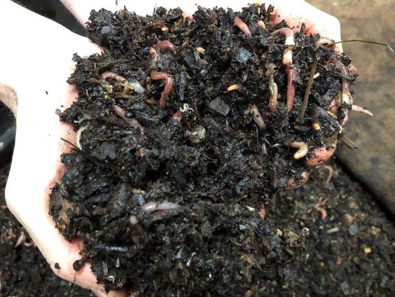 Wormenkoning van Amersfoort